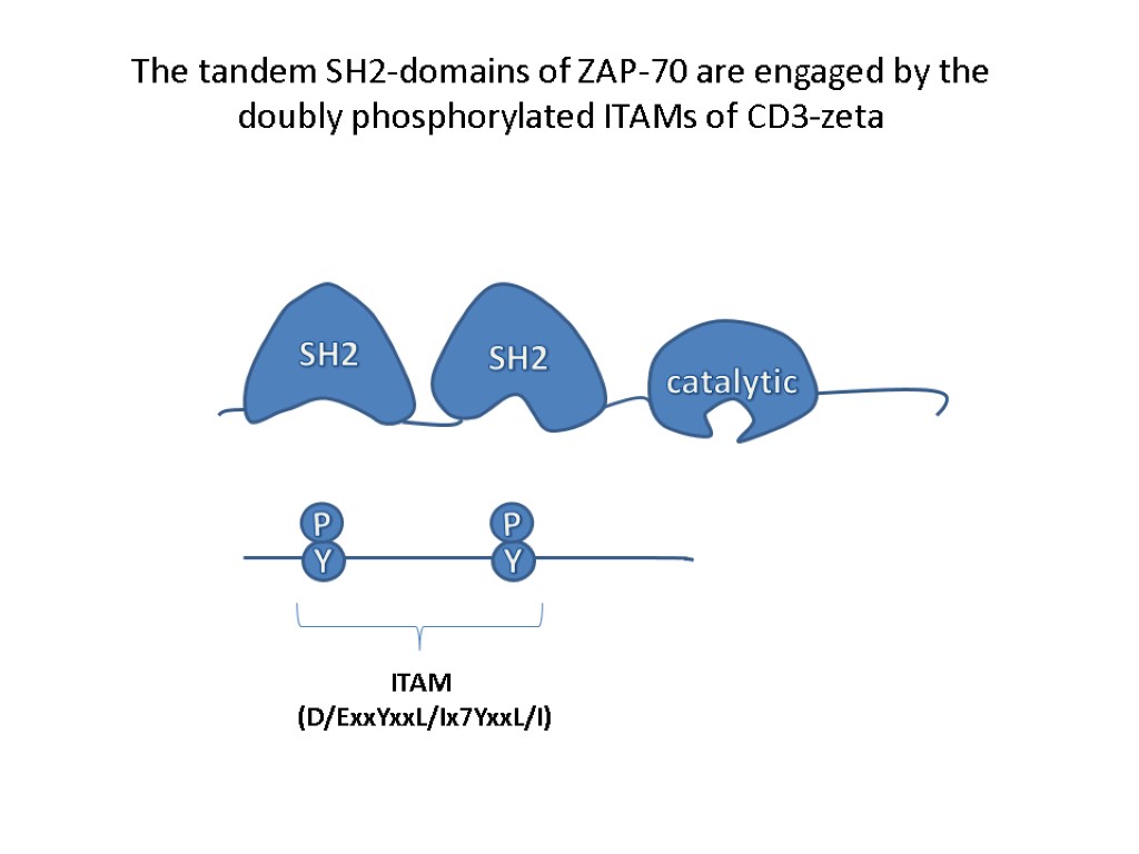 The tandem SH2-domains of ZAP-70 are engaged by the doubly phosphorylated ITAMs of CD3-zeta